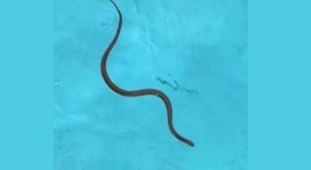 Cobra foi encontrada nadando em piscina na Austrália