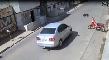 Cachorro morreu após ser atropelado por carro em Caruaru