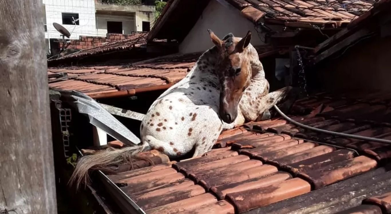 Cavalo é resgatado em situação de maus tratos, em Caraguatatuba