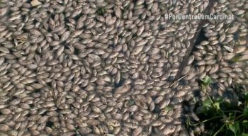 Centenas de peixes apareceram mortos no Canal do Fragoso, em Olinda, no Grande Recife, nesta terça-feira (9).
