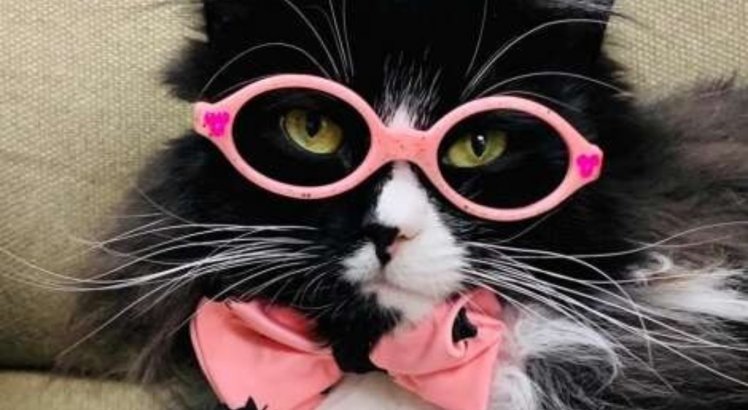A gata usa os óculos da ótica da dona