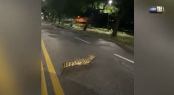 Como é o habitat desses animais, eles estão por toda parte, na região.