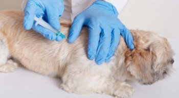 Rússia aprovou vacina para animais