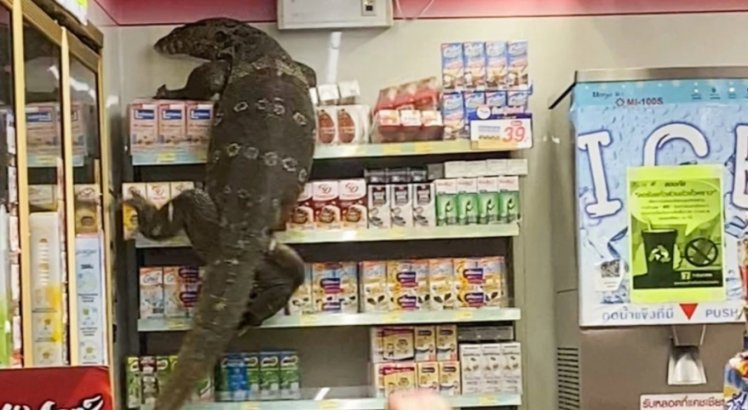 Lagarto gigante invade supermercado e assusta clientes; veja vídeo