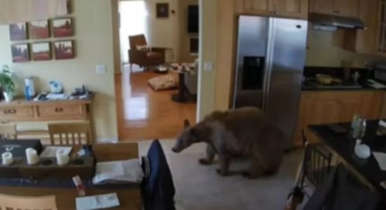 Urso invade casa e é expulso por cachorros