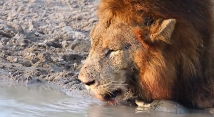 Tartaruga corajosa encara leões enquanto bebem água de poço; veja vídeo