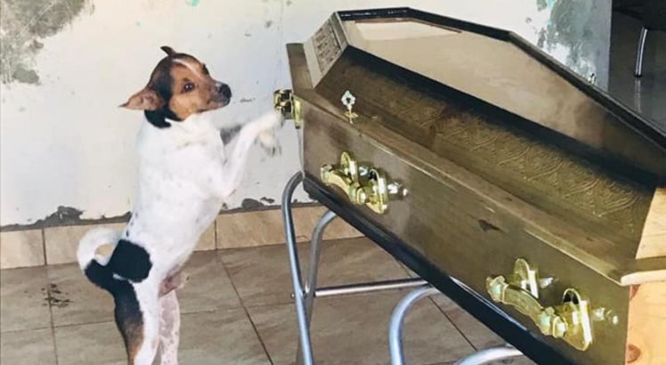Cachorro chora ao lado do caixão da dona durante velório