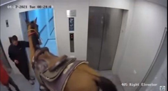 As imagens mostram os suspeitos colocando o animal dentro do elevador