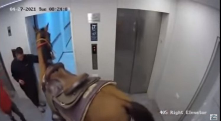 Homem tenta colocar cavalo dentro do elevador para visitar amigo e é preso; veja o vídeo