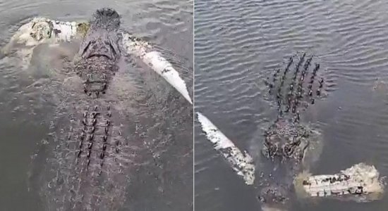 O jacaré aparece nas imagens arrastando o outro