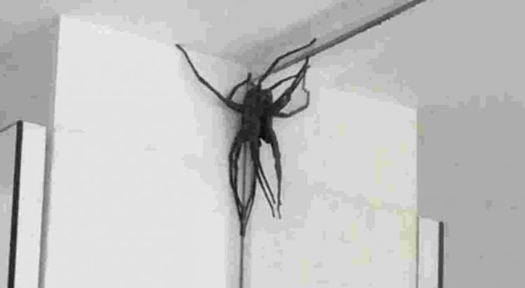 Aranha gigante invade casas em BH e assusta moradores 