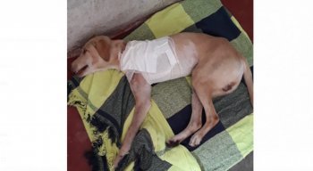 Bethoveen segue se recuperando bem da cirurgia