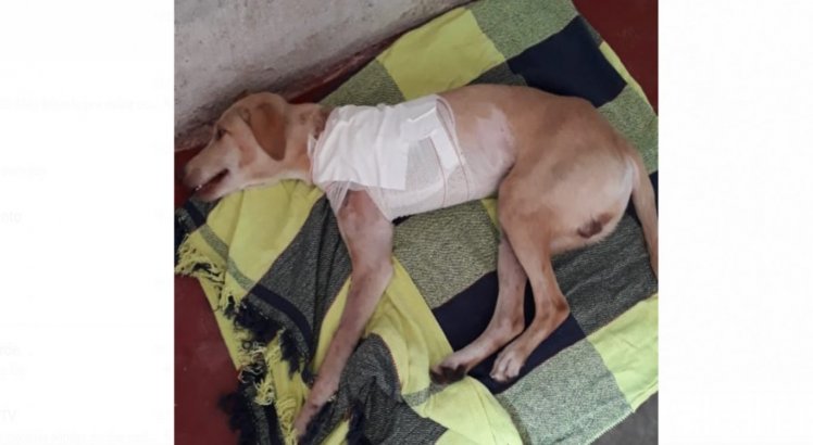 Após doações, cachorro encontrado ferido próximo ao metrô do Recife, se recupera de cirurgia