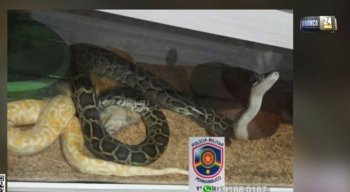 O suspeito foi levado para a delegacia e os animais foram deixados aos cuidados do Ibama.