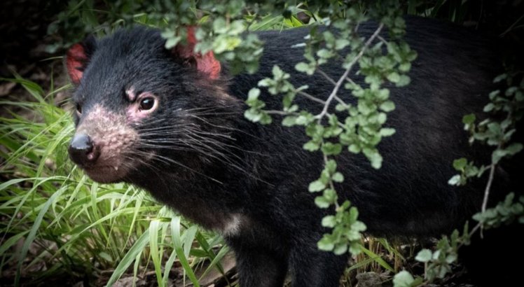 Diabos-da-tasmânia nascem após 3 mil anos de extinção na Austrália continental
