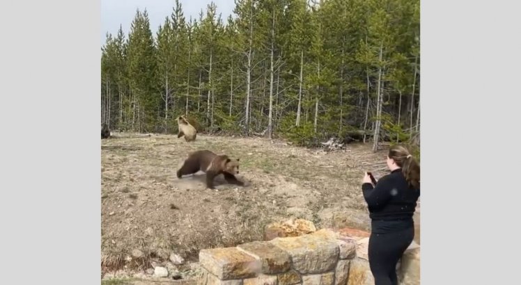 Turista é procurada após vídeo dela se aproximando de urso viralizar