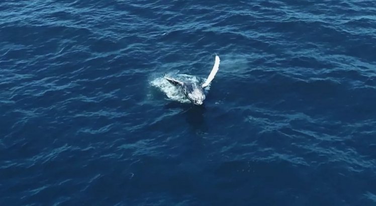 Baleia jubarte é vista passando pela costa do Espírito Santo