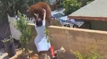 Hailey Morinico lutou contra um urso para defender os cachorros nos EUA