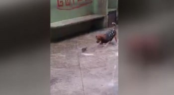 O rato enfrentou os três cachorros