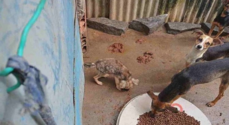 Vídeo mostra desespero de cachorros famintos presos em casa no Recife e cria rede de solidariedade; Veja como ajudar