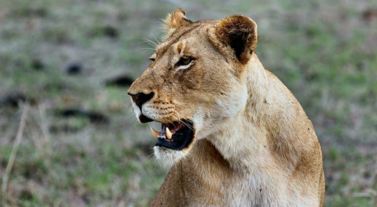 Leoa morre vítima de covid-19 durante surto da doença em zoológico