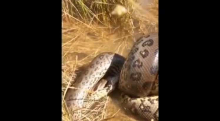 Vídeo flagra sucuri atacando cobra da mesma espécie em lagoa; assista