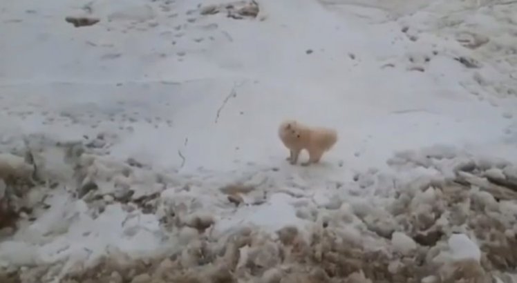 Marinheiros resgatam cachorra presa em gelo no Ártico; confira vídeo