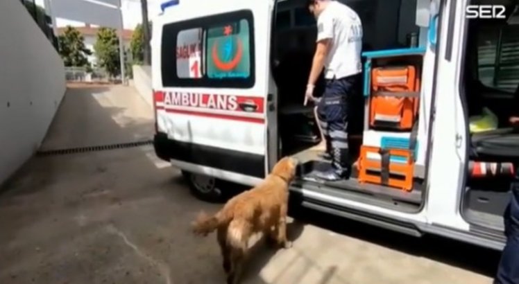 Cachorro corre atrás de ambulância para acompanhar tutora que foi socorrida; veja vídeo