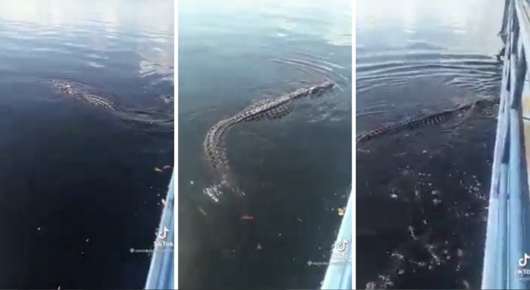 Jacaré gigante tenta atacar barco e assusta pessoas durante passeio; veja o vídeo
