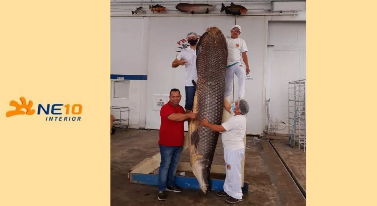 Peixe gigante com 2,9 metros é encontrado em rio no Amazonas
