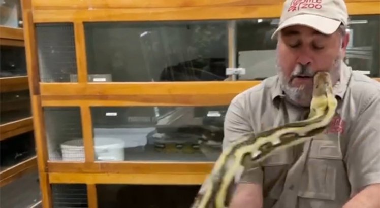 Cobra píton morde rosto de funcionário de zoológico nos EUA; veja vídeo