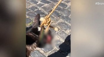 . O machucado, que atingiu a orelha do cão, já está sendo cuidado, mas, a realidade, 12 horas depois que ele foi resgatado pela artista plástica, Haia Marak, era bem diferente.
