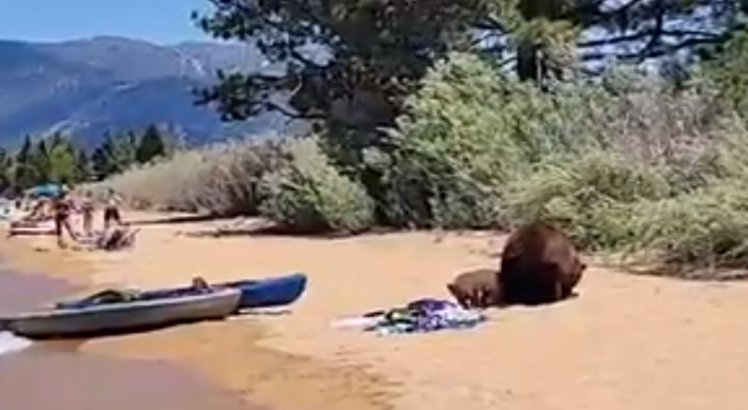 Família de ursos rouba cesta de piquenique de banhistas, veja vídeo
