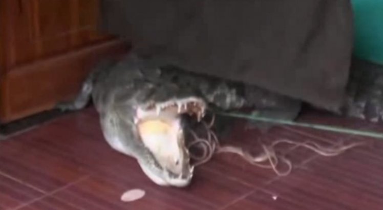 Jovem encontra crocodilo na porta de casa; confira vídeo