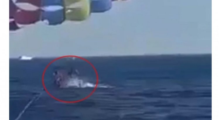 Tubarão pula do mar e ataca perna de homem em paraquedas; veja o vídeo