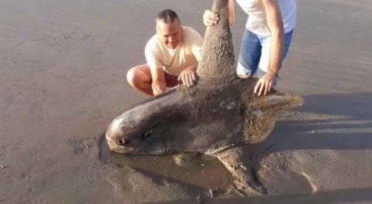 Peixe-lua, raro de ser visto e que pode atingir três metros, morre encalhado em praia