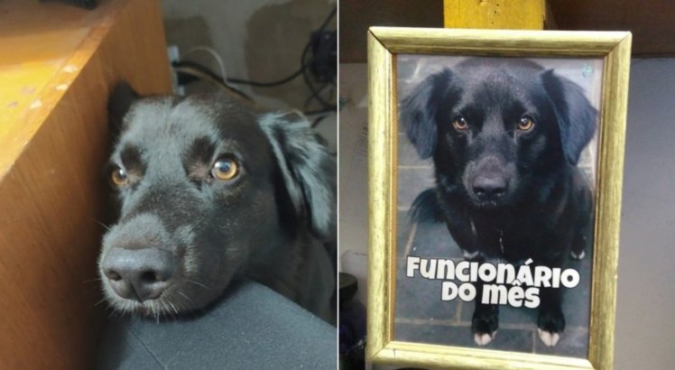 Cachorro é adotado por donos de loja e vira 'funcionário do mês'
