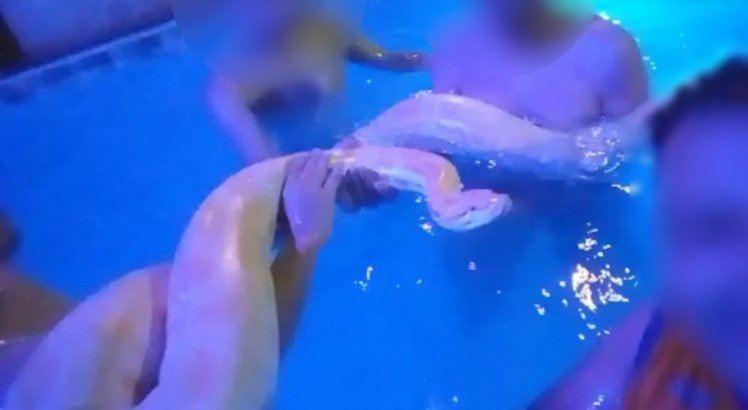 Cobra píton albina é resgatada após ser vista dentro de piscina em festa; veja vídeo