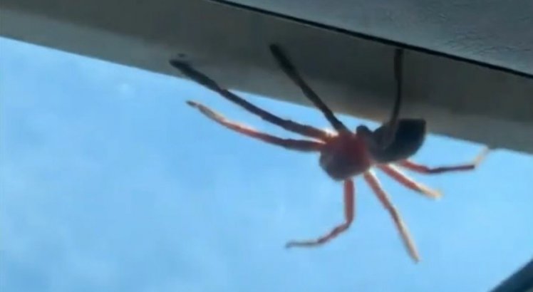 Aranha gigante cai no colo de piloto durante voo e provoca pânico na cabine; veja o vídeo