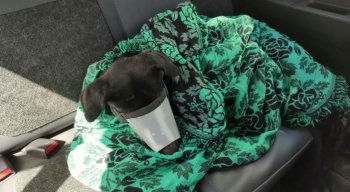 O cachorro foi socorrido por policias militares para o Hospital Veterinário do Recife