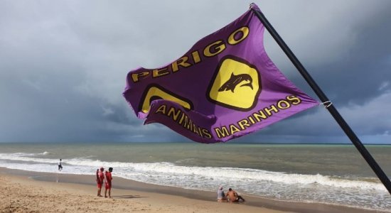 Novo incidente com tubarão foi registrado em frente à Igrejinha de Piedade