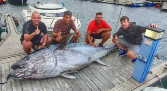 Pescadores fisgam atum gigante de 323 kg na Espanha