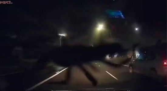 O carro estava a 96 km/h quando os homens se assustaram com a aranha
