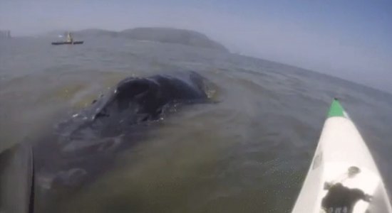 A baleia surpreendeu a mulher que remava em Santos, SP