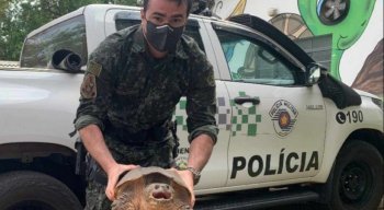 Tartaruga-aligátor foi encontrada e resgatada em São Paulo.