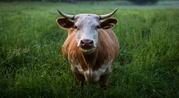 Dois casos atípicos de mal da vaca louca foram identificados em frigoríficos de Nova Canaã do Norte (MT) e de Belo Horizonte.