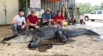 Objetos pré-históricos foram encontrados dentro do estômago do crocodilo