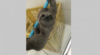 Animal arranhou motorista e danificou banco de carro