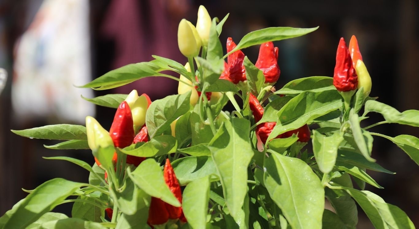 A pimenta é um condimento amado por muitas pessoas e o consumo dela traz muitos benefícios para a saúde