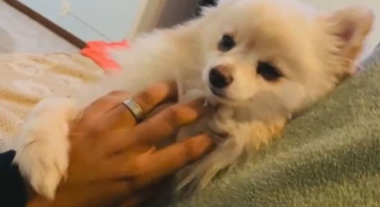 Mulher recebe o próprio cachorro morto após levá-lo para pet shop